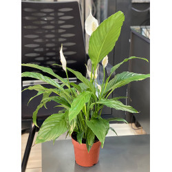 Barış Çiçeği (Spat)