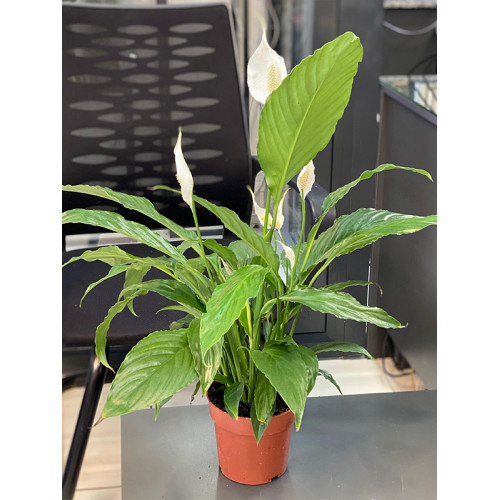 Barış Çiçeği (Spat)