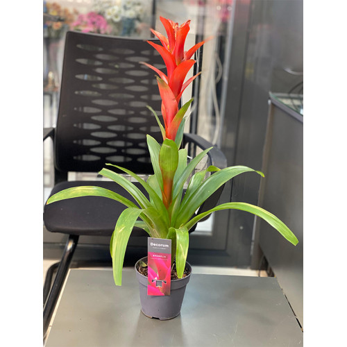Guzmania