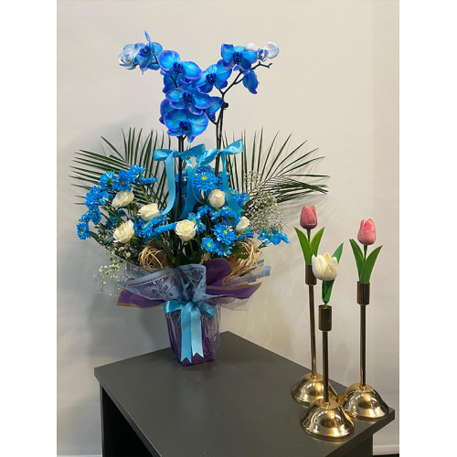 Mavi Orkide Aranjman