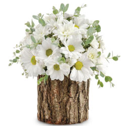 Kütükte Papatyalar