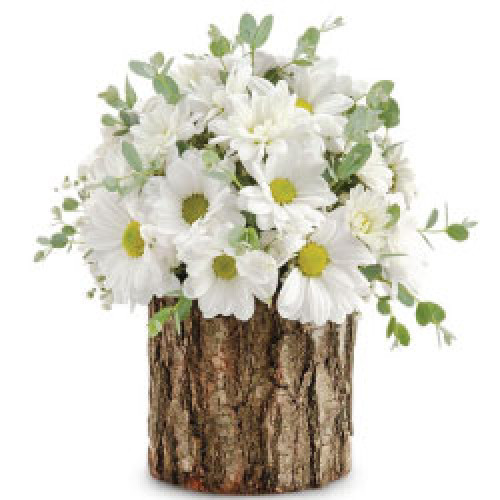 Kütükte Papatyalar