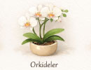 Orkideler