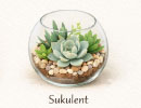 Sukulent